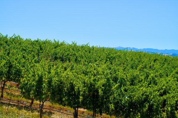 Un guide complet pour visiter les vignobles de Bordeaux